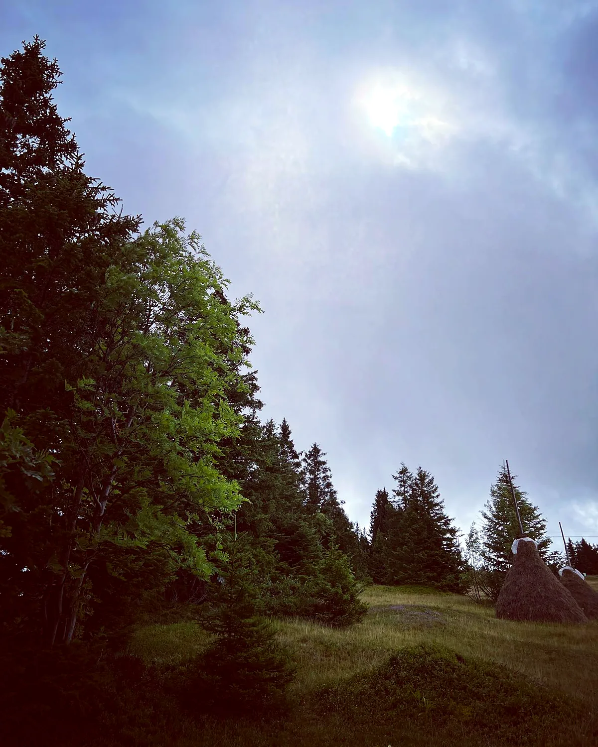 Wald und Wiese auf den Eggbergen ob Altdorf, fotografiert von Monika Imhof